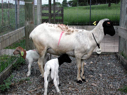 Dorper x St. Croix White ewe with twin lambs